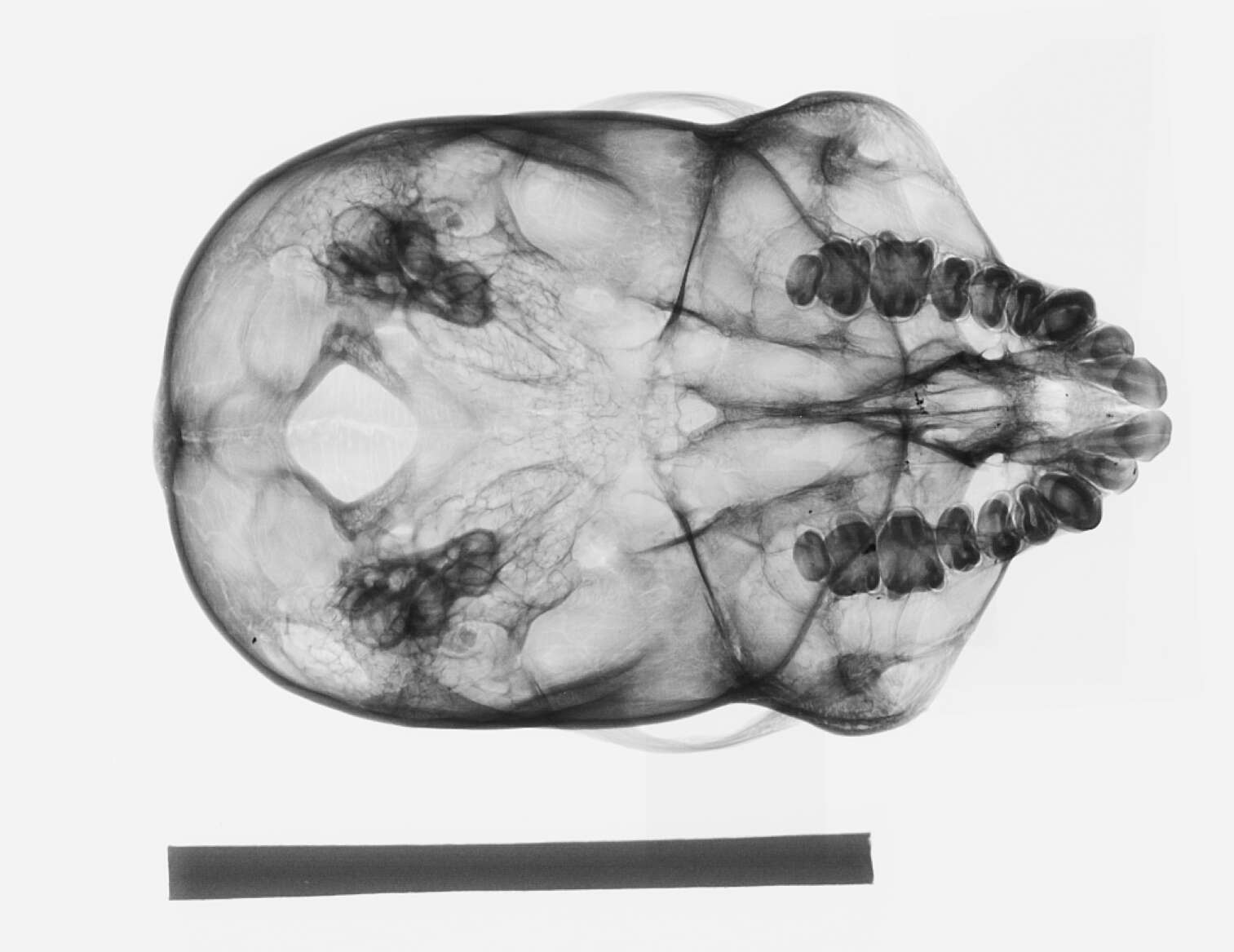 Image of Rio Purus Titi