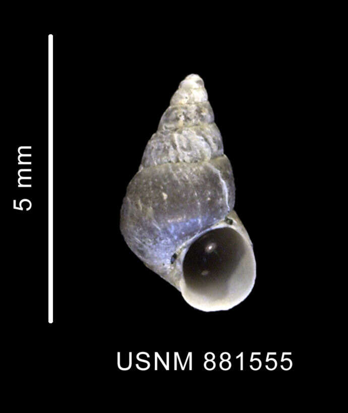 Plancia ëd Eatoniella kerguelenensis (E. A. Smith 1875)