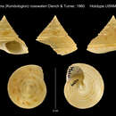 Image of Calliostoma rosewateri Clench & R. D. Turner 1960