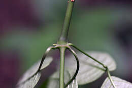 Imagem de Ruellia inflata Rich.