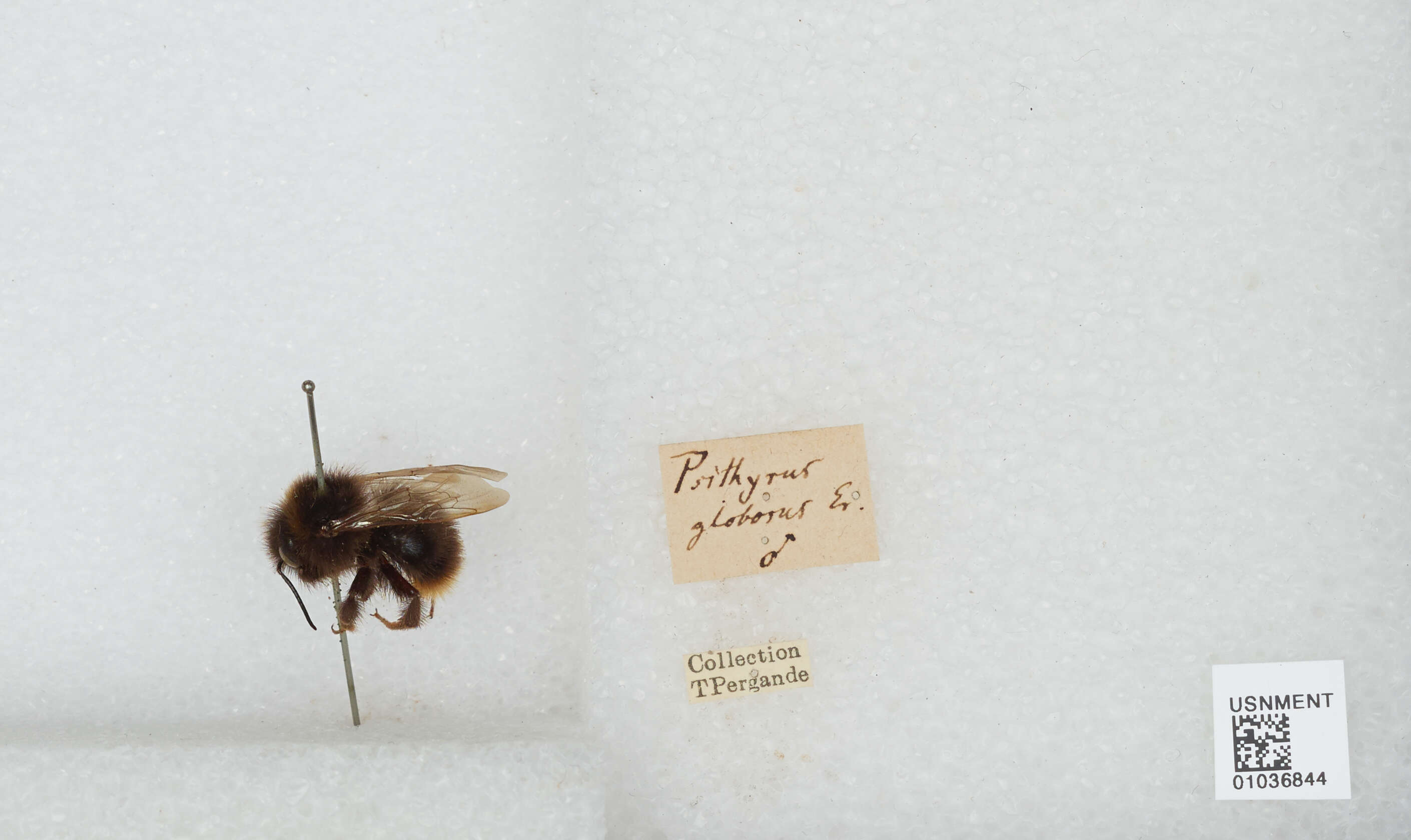 Image of Bombus quadricolor (Lepeletier 1832)