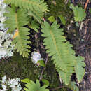 Image of Polypodium L.