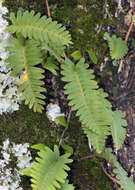 Polypodium L.的圖片