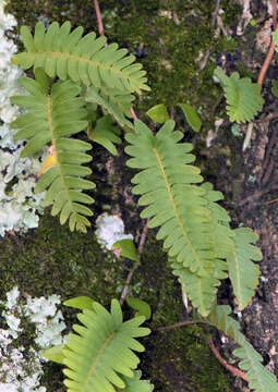 Image of Polypodium L.