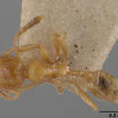 Image of Pheidole subarmata var. elongatula Forel 1893