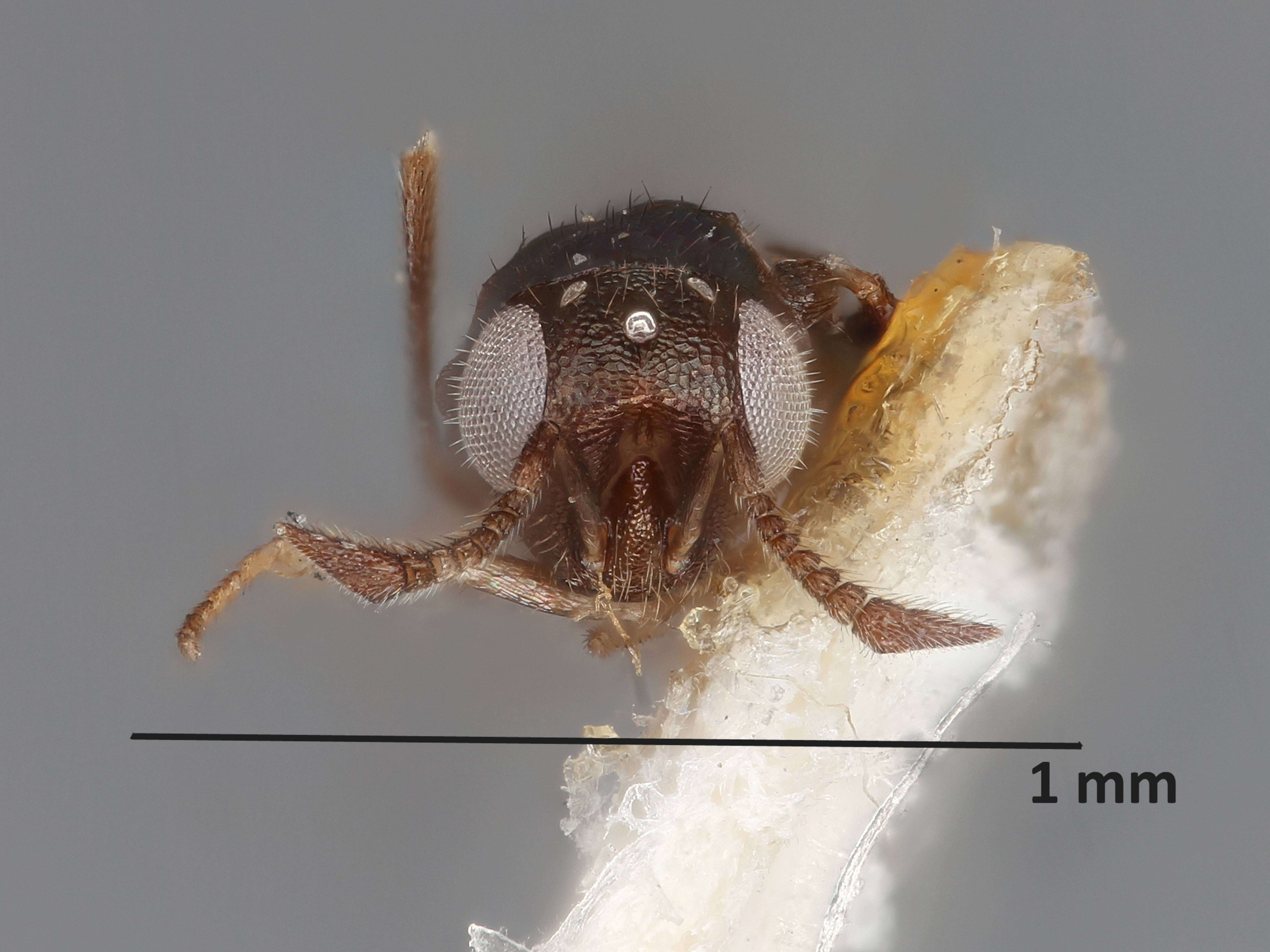 Image de Copidosoma floridanum (Ashmead 1900)