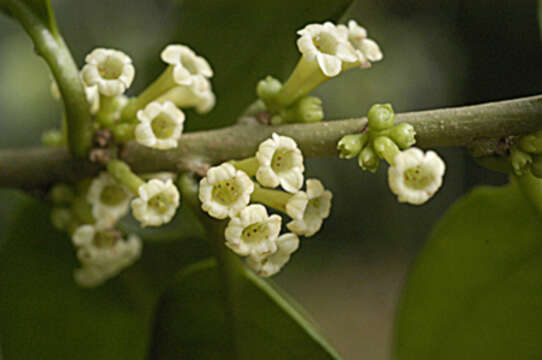 صورة Cestrum macrophyllum Vent.