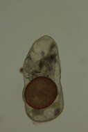 Image of Polycystidae