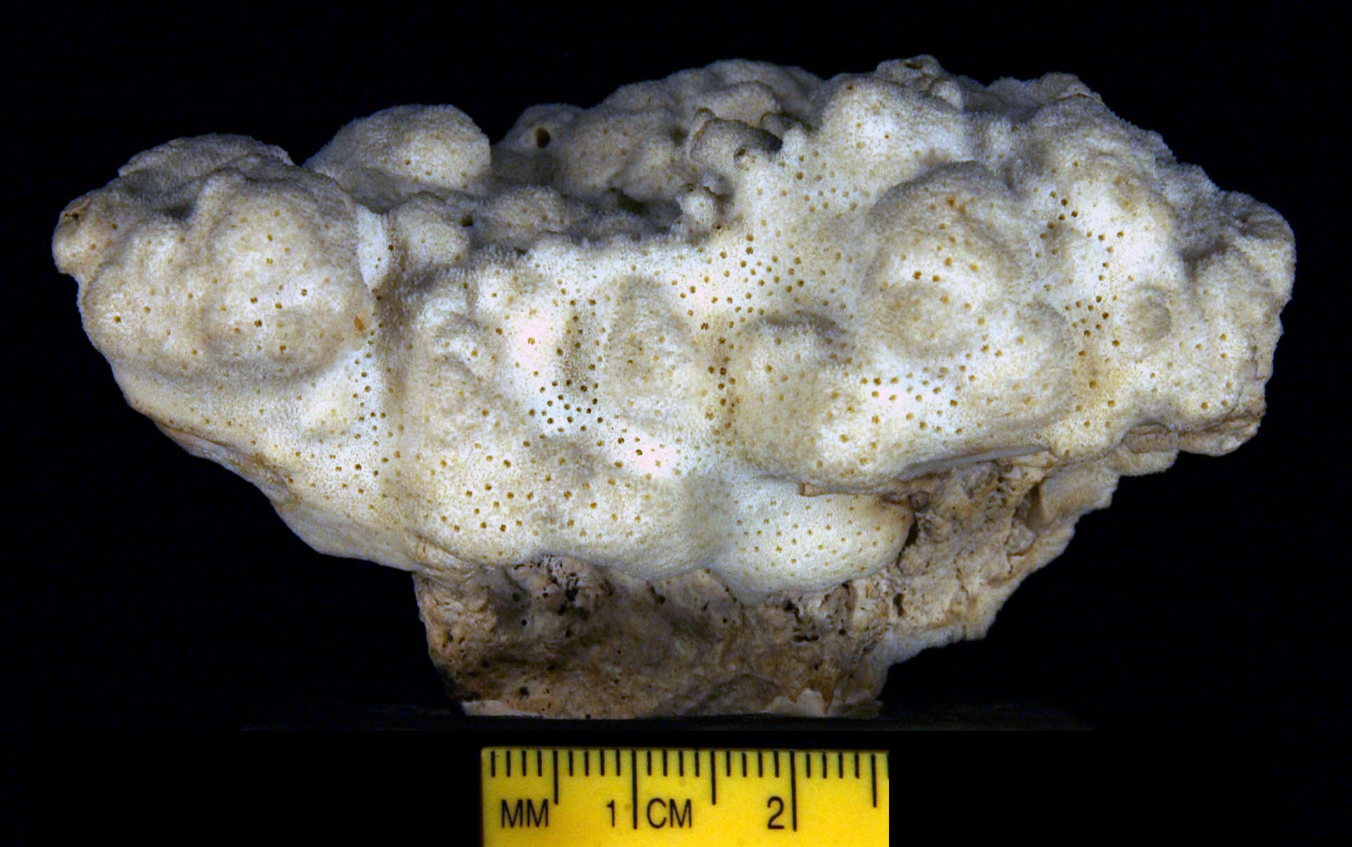 <i>Manopora scabricula</i> Dana 1846的圖片