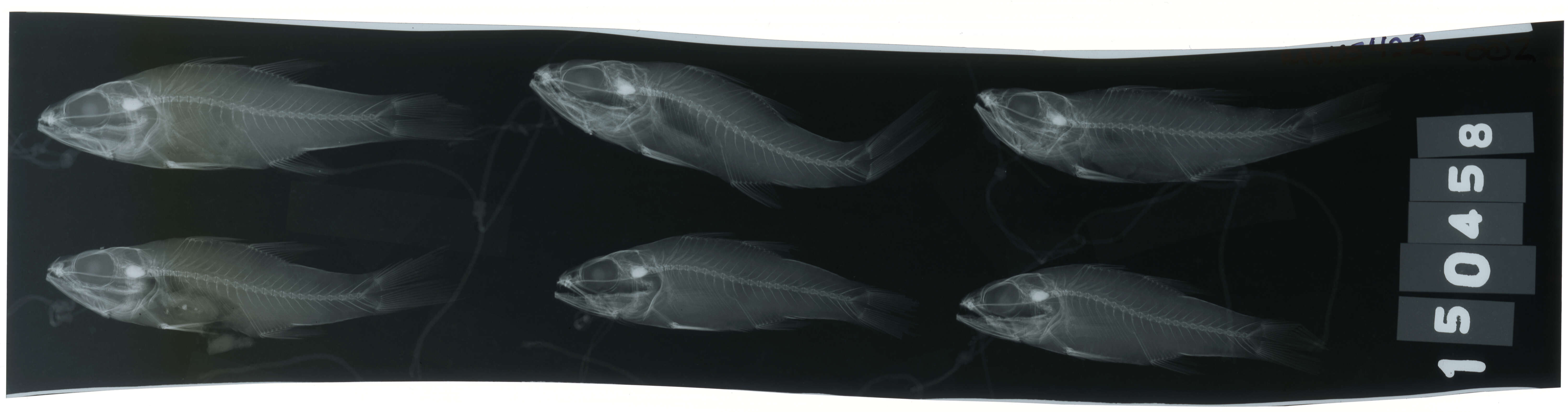 Plancia ëd Cheilodipterus isostigmus (Schultz 1940)