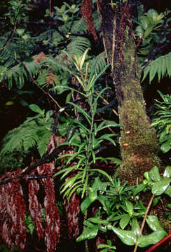 Image of Bog Cyrtandra