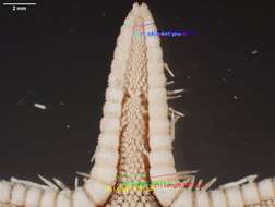 Image of Astropecten karankawai Lawrence et al. 2018