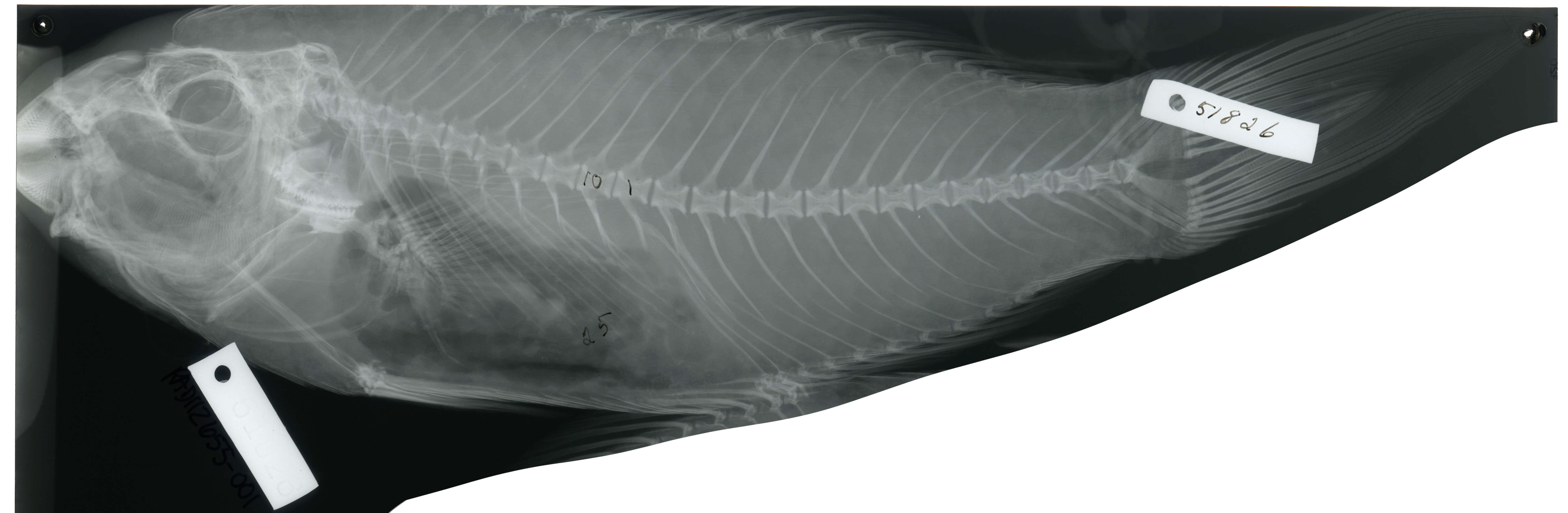 Image of Callyodon lazulinus Jordan & Seale 1906