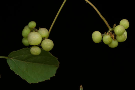 Image of Cissus microcarpa M. Vahl