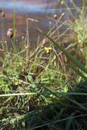 Image of Tall Yellow-Eyed-Grass