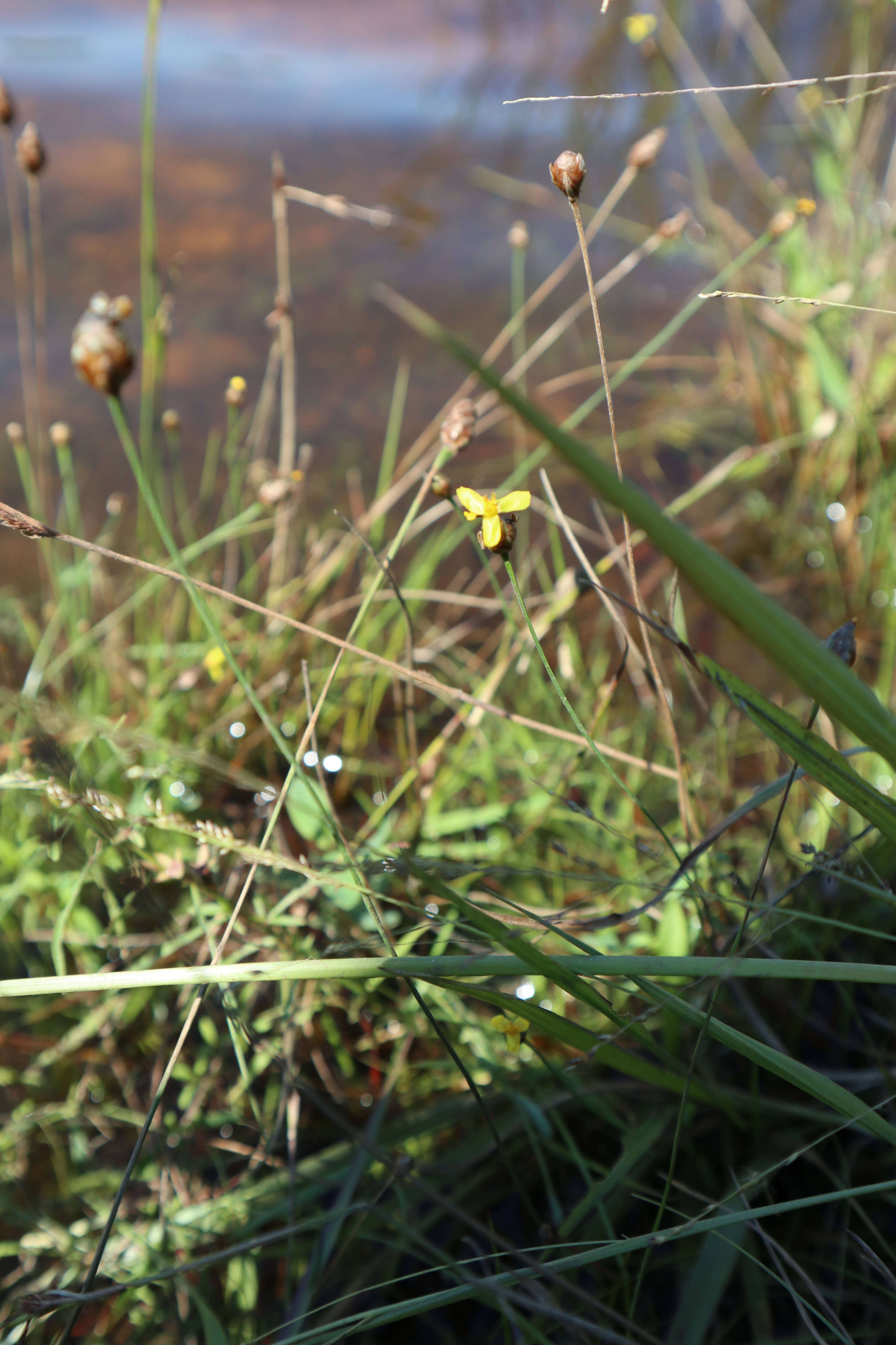 Image of Tall Yellow-Eyed-Grass
