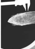 Image of Urocitellus columbianus columbianus (Ord 1815)