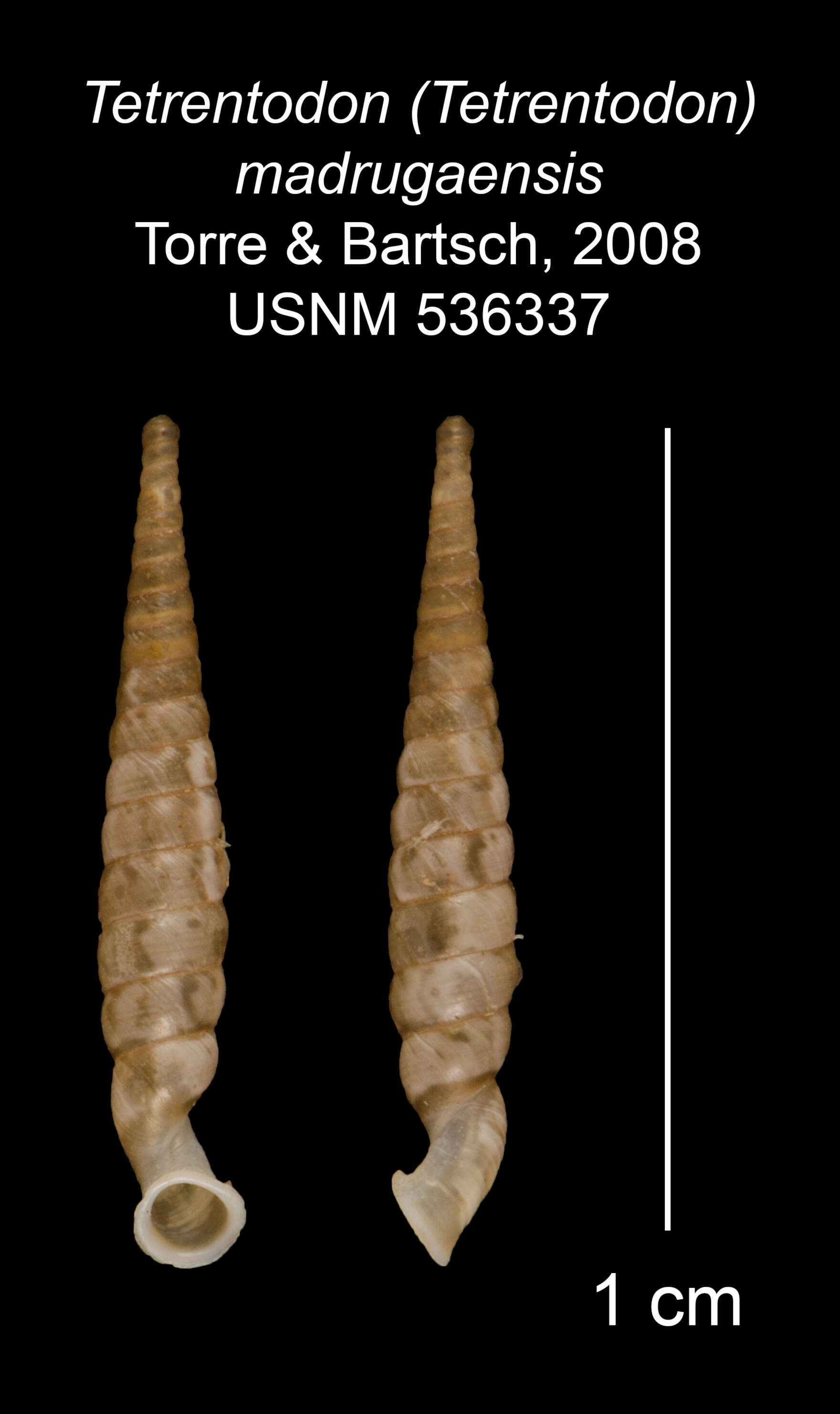 Image of Tetrentodon madrugaensis C. de la Torre & Bartsch 1972