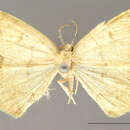 Image of Nematocampa evanidaria Schaus 1901