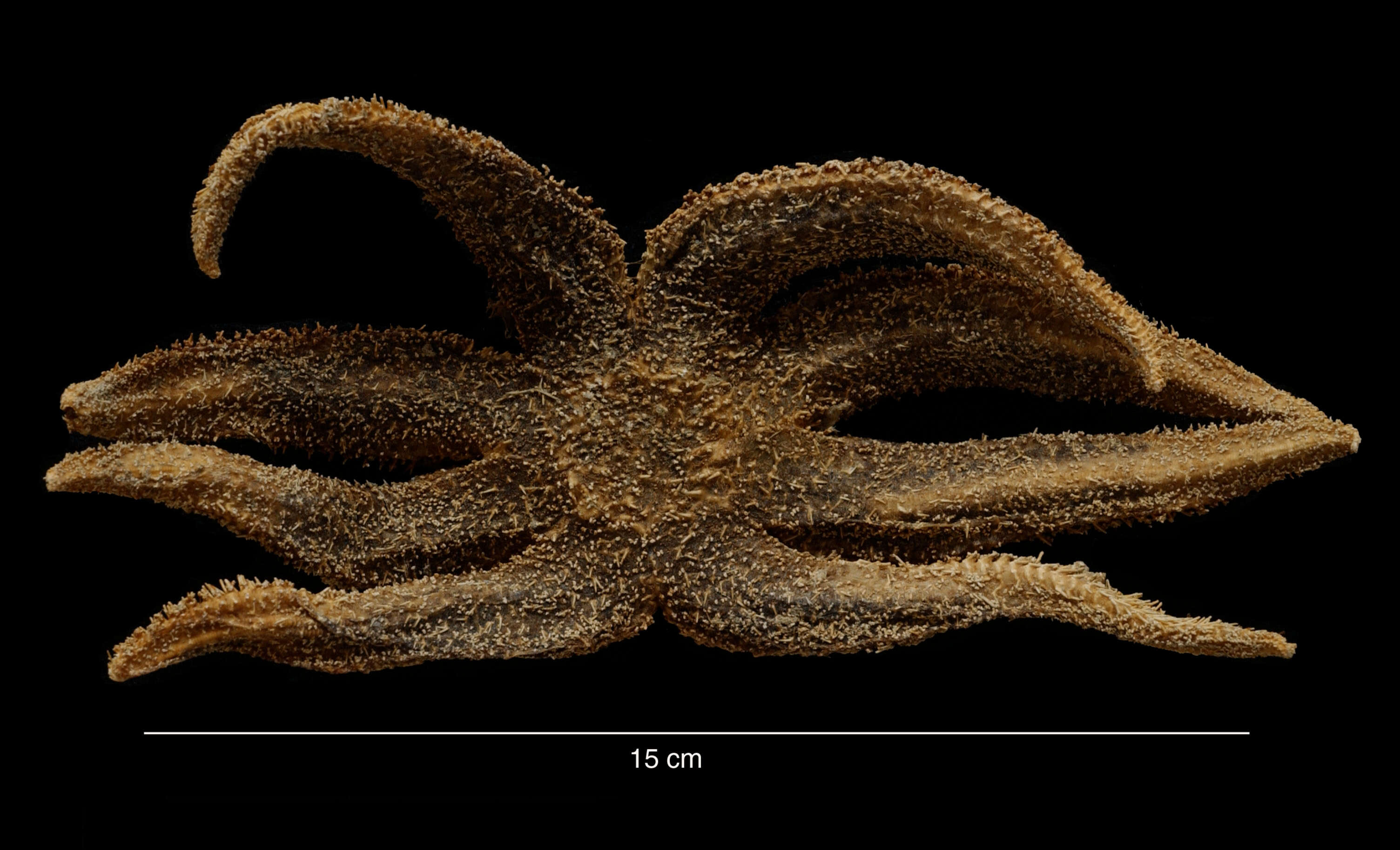 Image of Lysasterias heteractis Fisher 1940