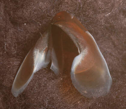 Image of Neoteuthis Naef 1921