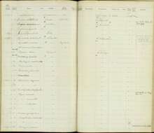 Electron platyrhynchum platyrhynchum (Leadbeater 1829) resmi