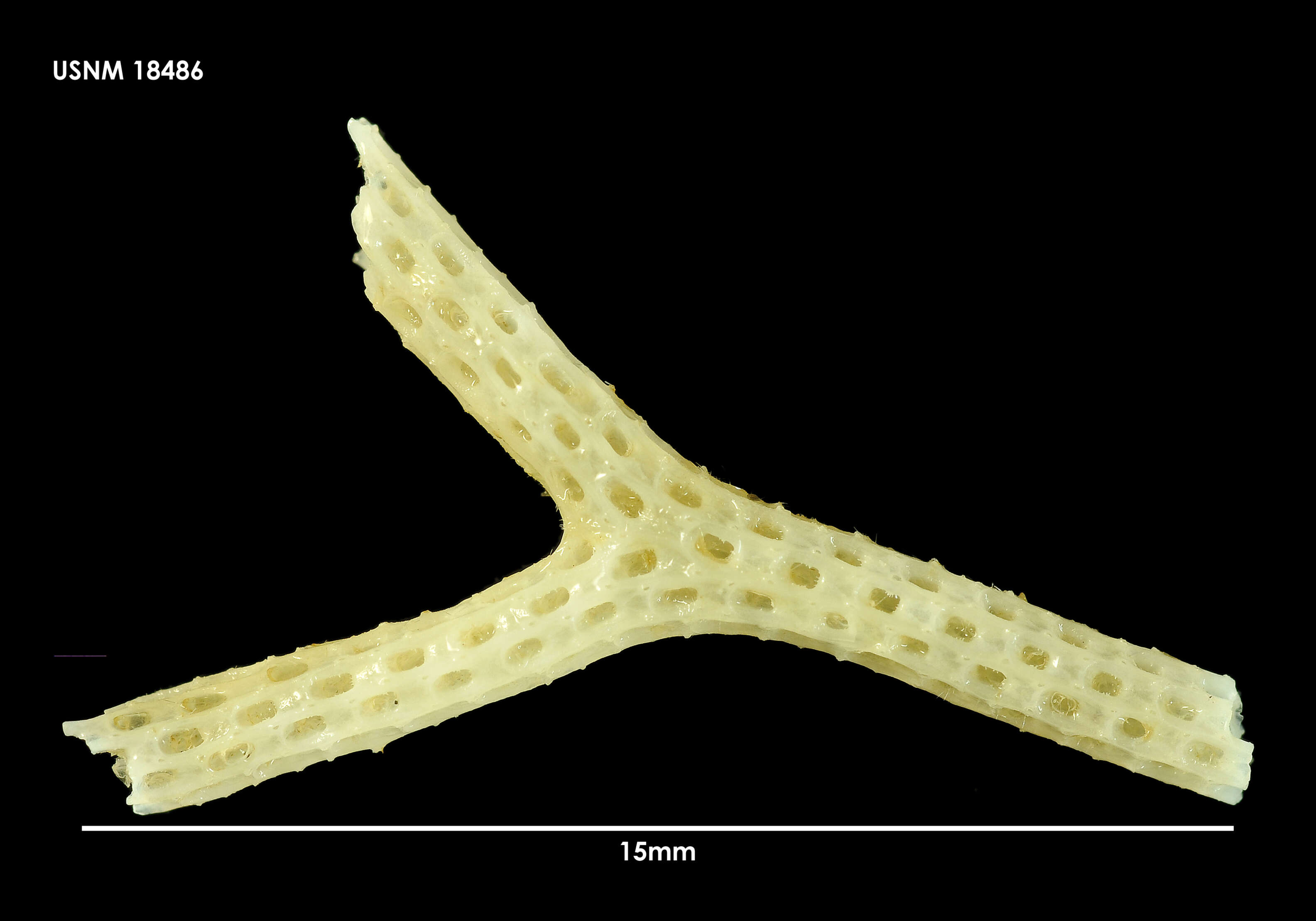Image of Ogivalia elegans (d'Orbigny 1842)