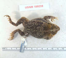 Image of Southern Hispaniola Crested Toad