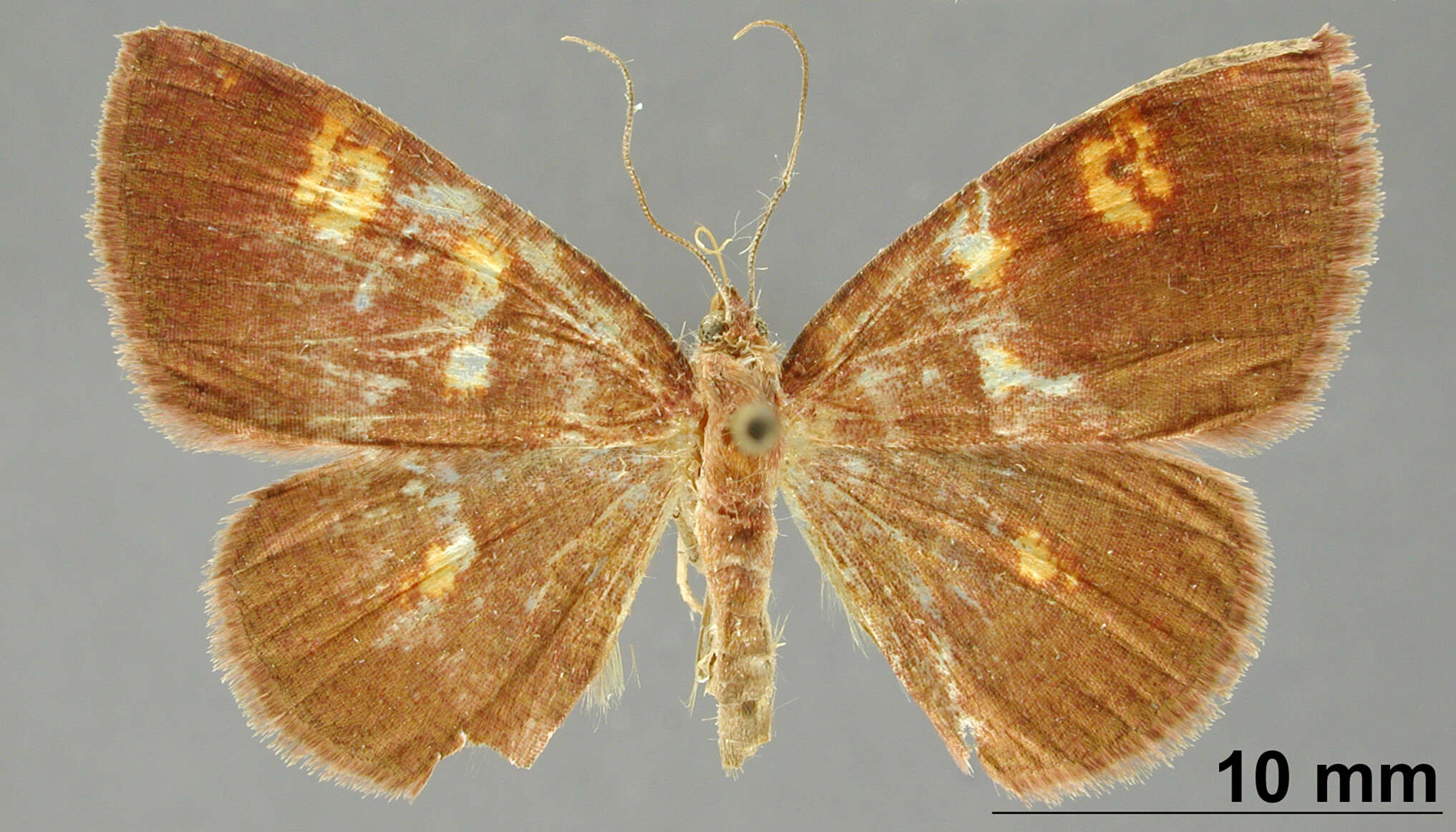 Image of Oenothalia maculosa Dognin 1924
