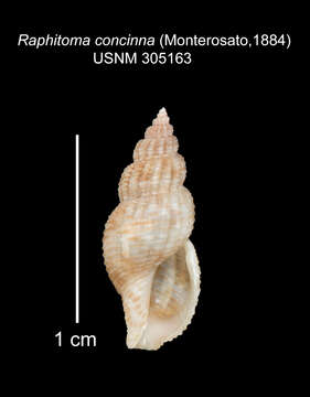 صورة Leufroyia concinna (Scacchi 1836)