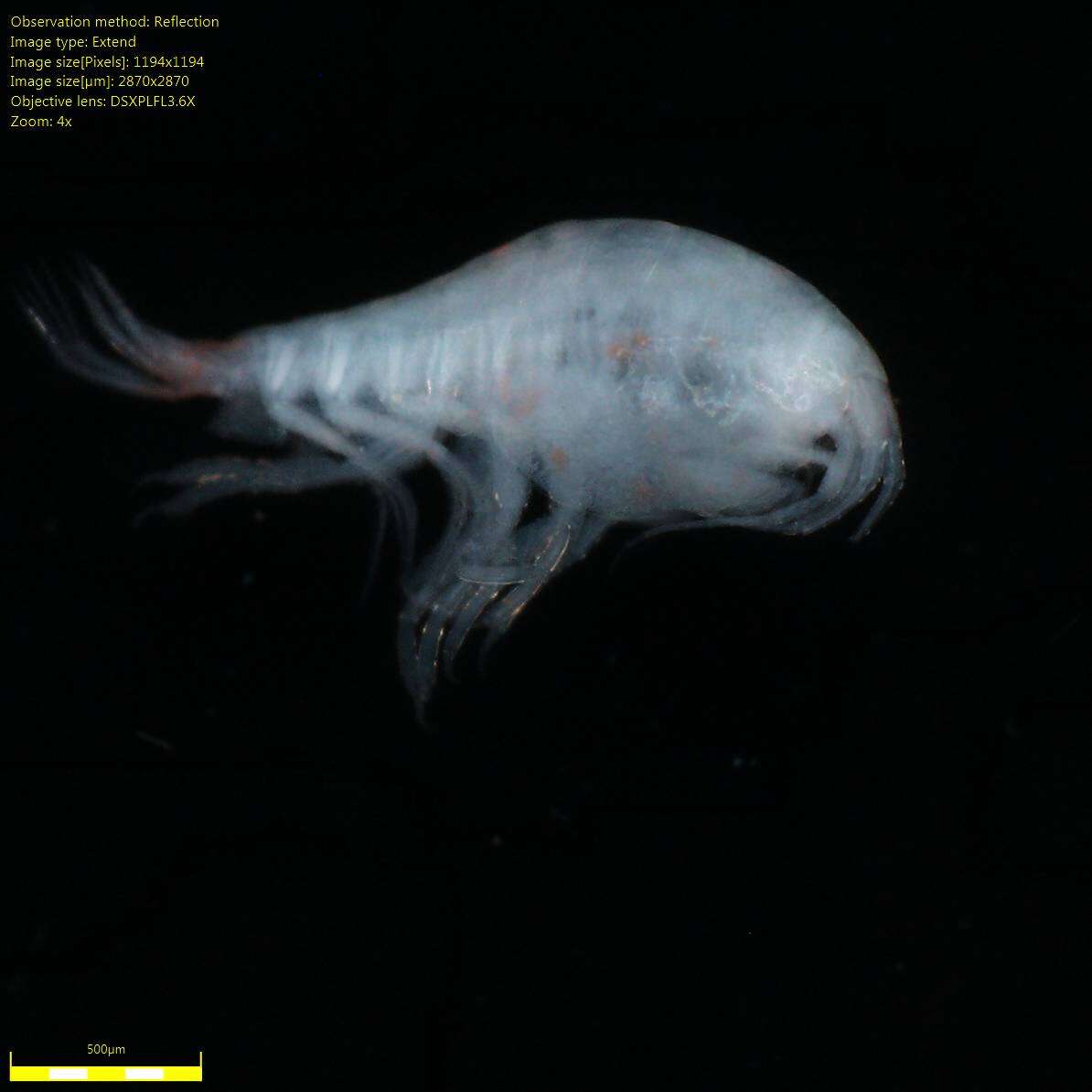 Image of Amphipoda