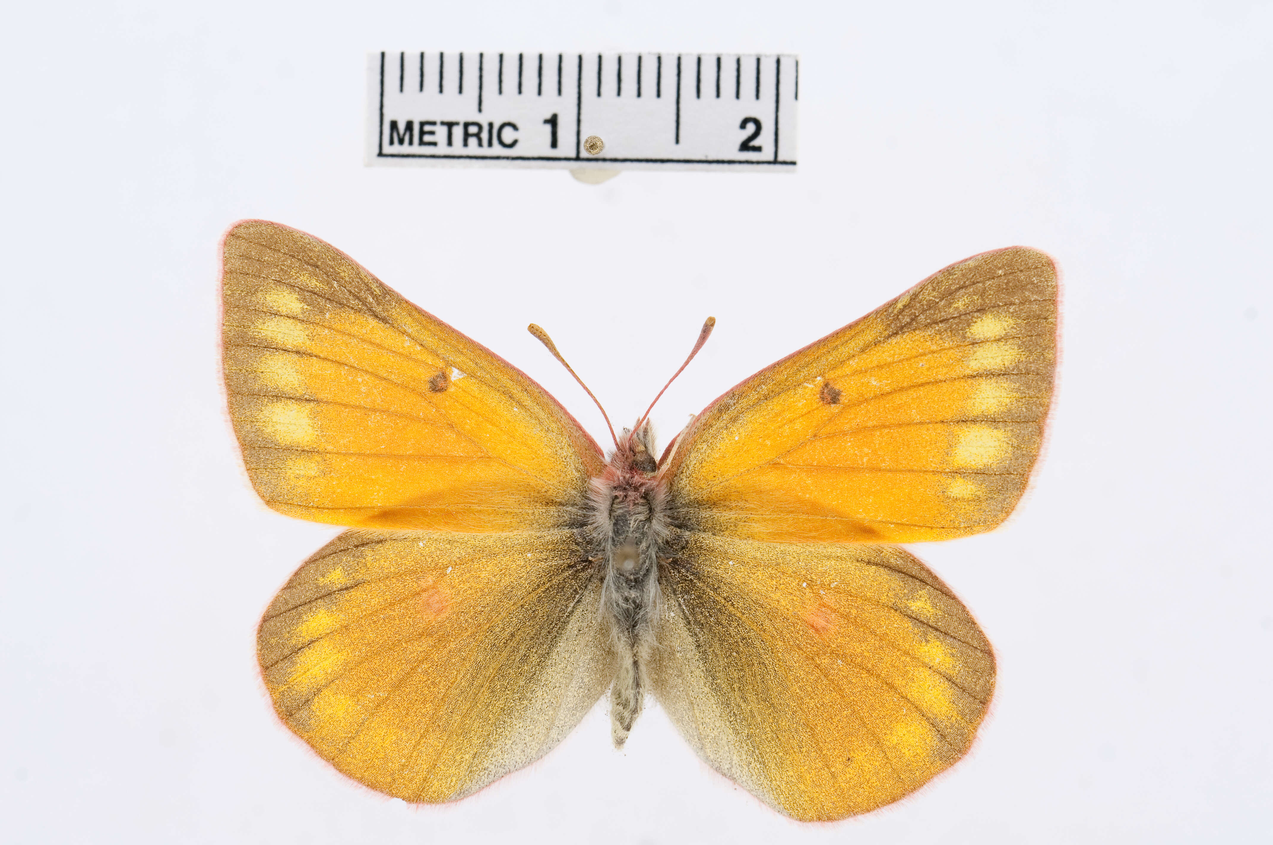 Colias meadii Edwards 1871 resmi