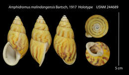 Image of Amphidromus malindangensis Bartsch 1917