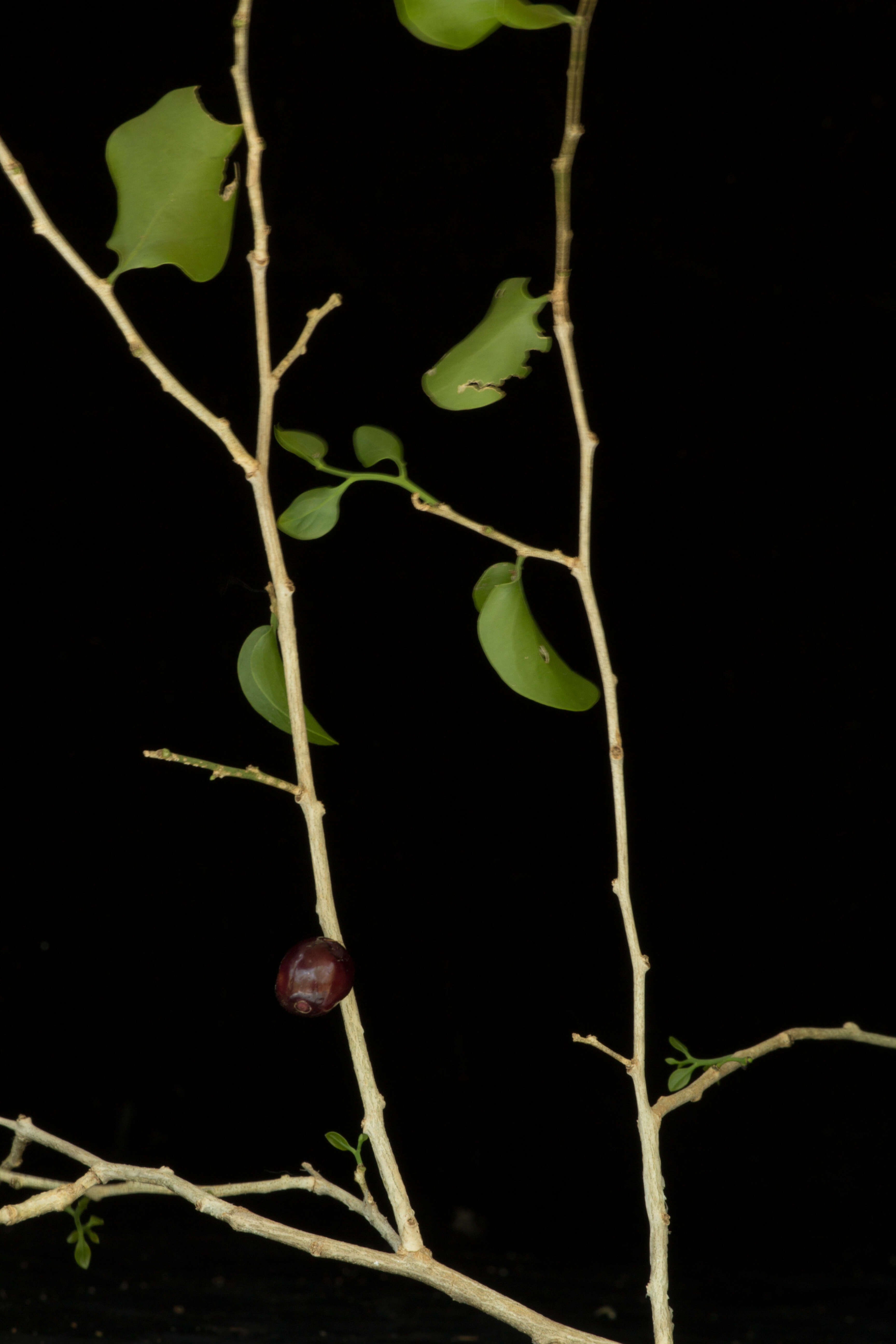 Image of Agonandra racemosa (DC.) Standl.