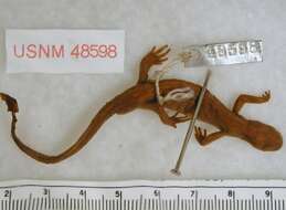 Image of long-toed salamander