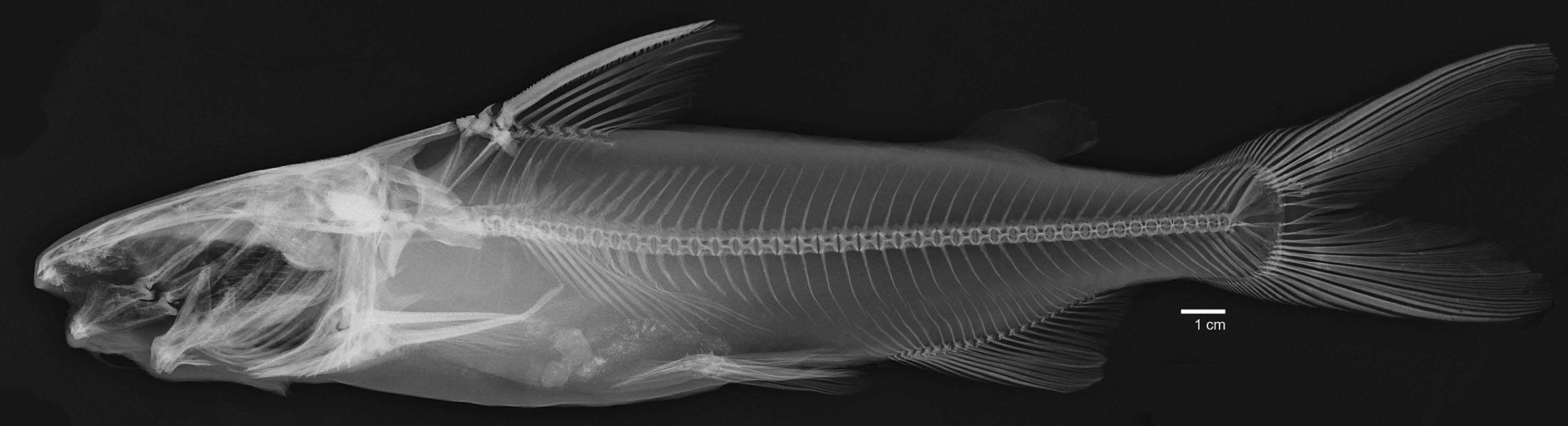 Image of Taylor's sea catfish