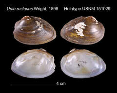 Image of Unio reclusus B. H. Wright 1898