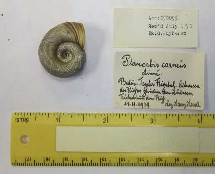 Image of Great Ram's Horn Snail