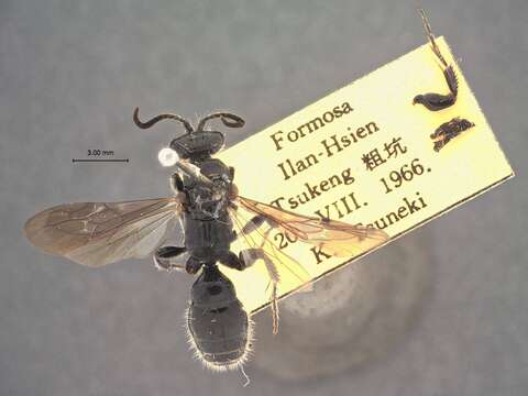 Image of Tiphia ilanensis Tsuneki 1986