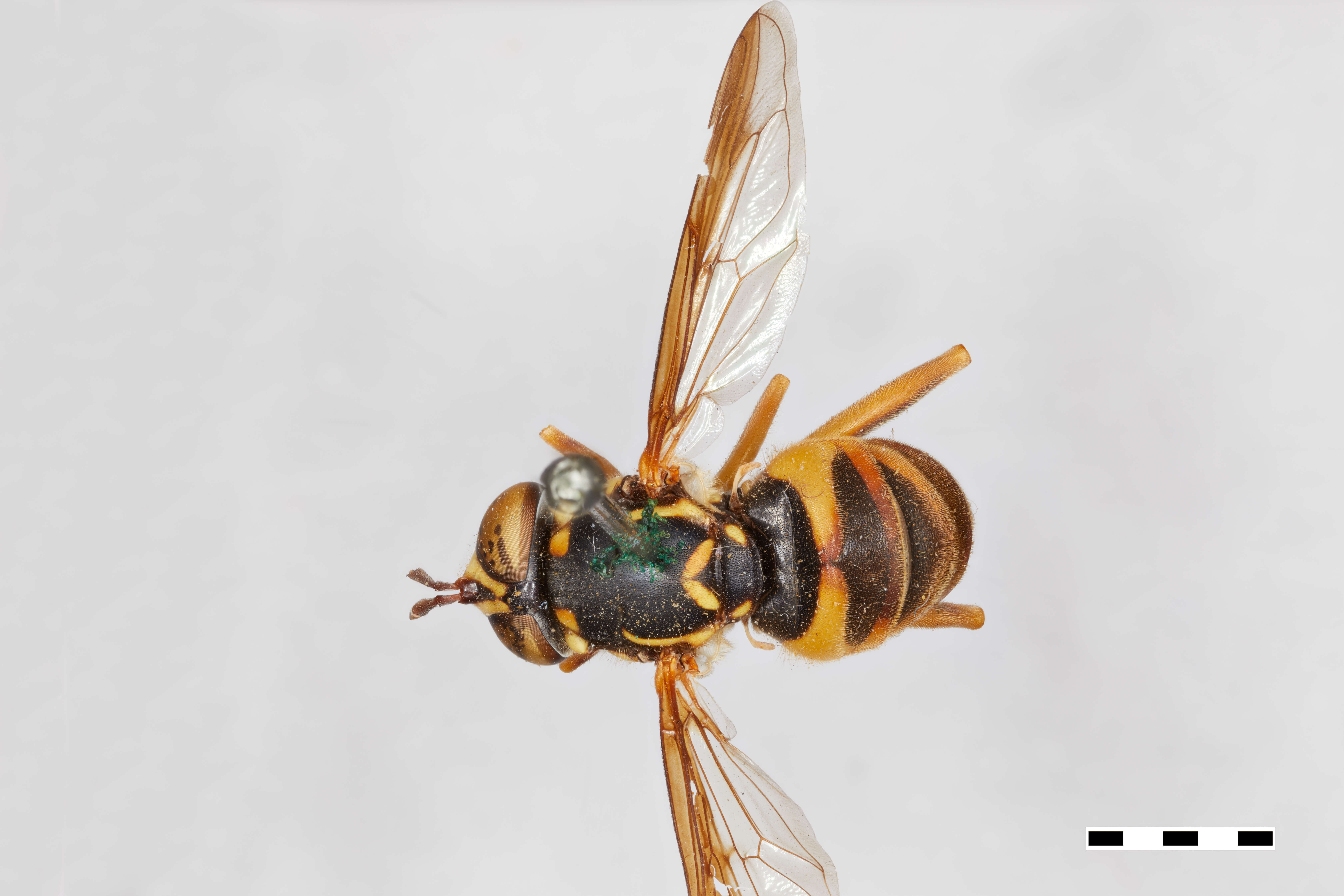 Image of Spilomyia liturata Williston 1887