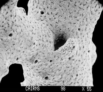 Image of Lepidopora sarmentosa Boschma 1968