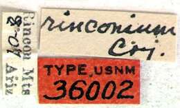 Image of Anopliomorpha rinconium (Casey 1924)