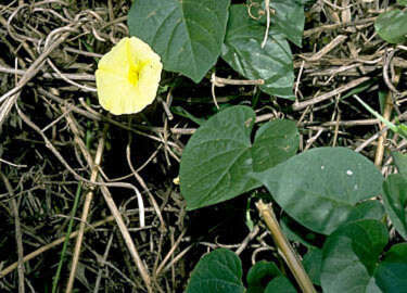 صورة Ipomoea ochracea (Lindl.) G. Don