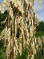 Image of Mauritanian grass