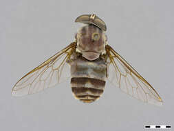 Image of Tabanus abaculus Philip 1960