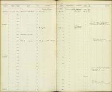 Image of Panterpe Cabanis & Heine 1860