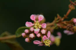 Image of Heteropterys brachiata (L.) DC.