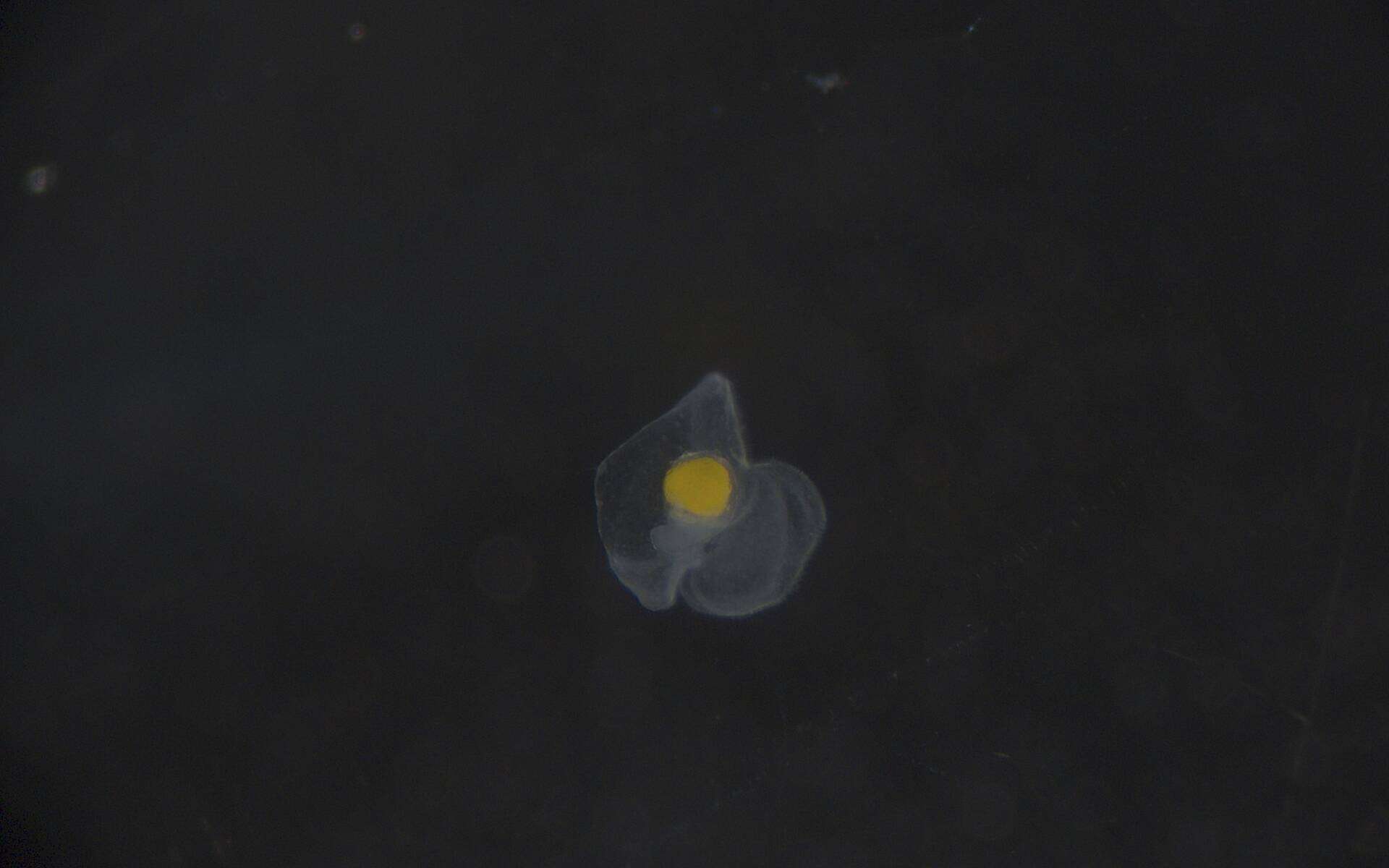 Image of Heteronemertea