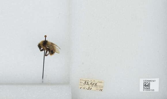 Image of Frigid Bumble Bee