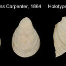 Image of Hipponyx tumens (Carpenter 1864)